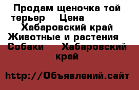 Продам щеночка той-терьер  › Цена ­ 10 000 - Хабаровский край Животные и растения » Собаки   . Хабаровский край